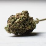 Riesgos de las microdosis de marihuana.
