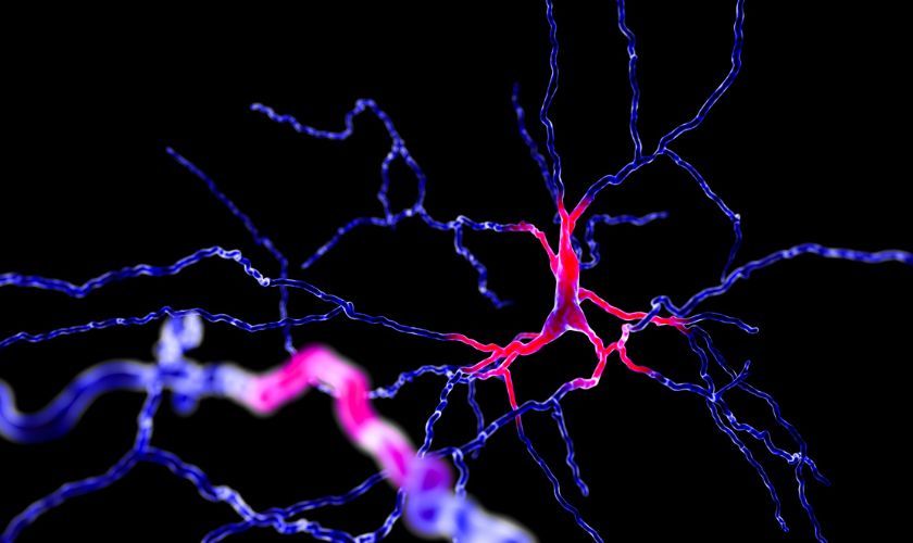 Relación entre alcohol y sistema dopaminérgico en el cerebro Relación entre alcohol y sistema dopaminérgico en el cerebro